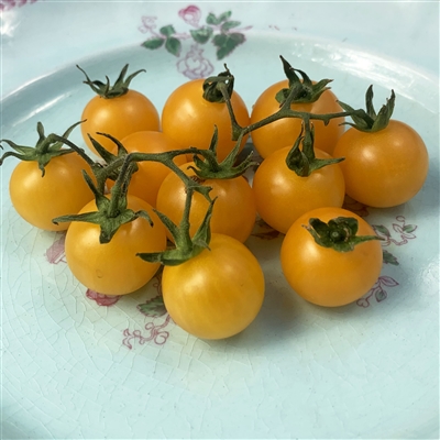 Galinas Tomato