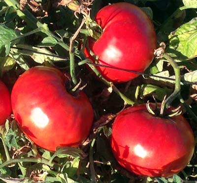 Giant Doochov Heirloom Tomato