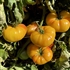 Gold Medal - Organic Heirloom Tomato Seeds