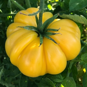Gold Medal Yellow Tomato