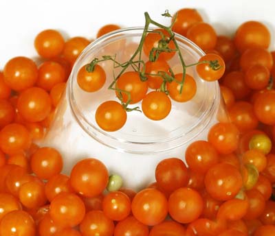 Gold Rush Currant Tomato