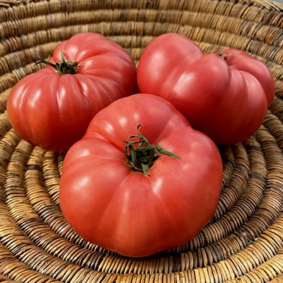 Granny Cantrell's German Pink Tomato