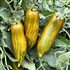 Green Sausage - Organic Heirloom Tomato Seeds