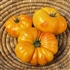 Hazel Mae - Organic Heirloom Tomato Seeds