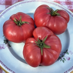 Henderson's Winsall Tomato