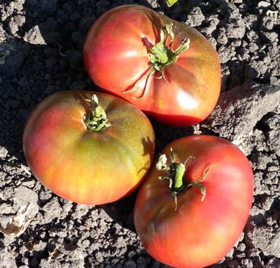 Indian Stripe-Tomato