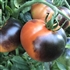Indigo Apple - Organic Heirloom Tomato Seeds