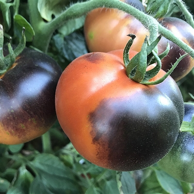 Indigo Apple - Organic Tomato Seeds