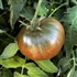 Indische Fleisch - Organic Heirloom Tomato Seeds