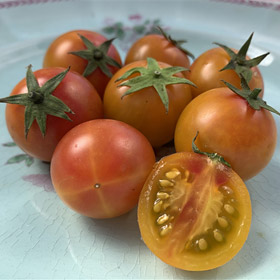 Isis Candy Cherry Tomato