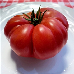 Ispolin Tomato