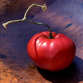 Julia Child Tomato