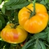 Lucky Cross - Organic Heirloom Tomato Seeds