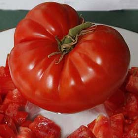 Marizol Red Tomato