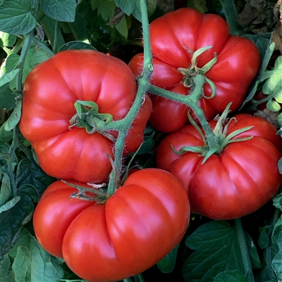 Marmande Tomato