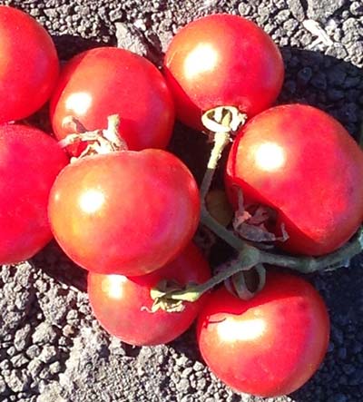 Matina Heirloom Tomato
