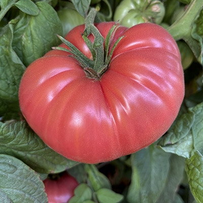 Mexico Tomato