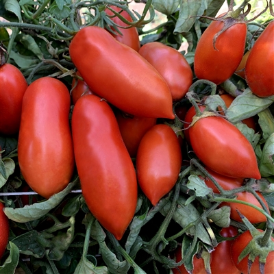Milano Plum - Organic tomato seeds