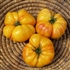Mortgage Lifter, Bi-Color - Organic Heirloom Tomato Seeds