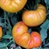 Northern Lights - Organic Heirloom Tomato Seeds