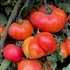 Oaxacan Jewel - Organic Heirloom Tomato Seeds