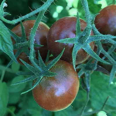 Petit Chocolate - Tomato Seeds