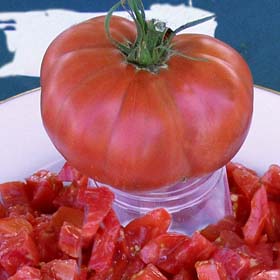 Richardson Tomato
