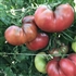 Rosella Purple - Dwarf Tomato Seeds