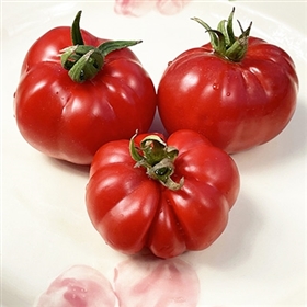 Santiago-Heirloom Tomato