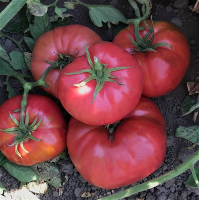 Severnye Tomato