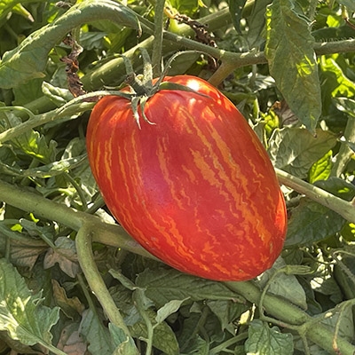 Speckled Roman Tomato