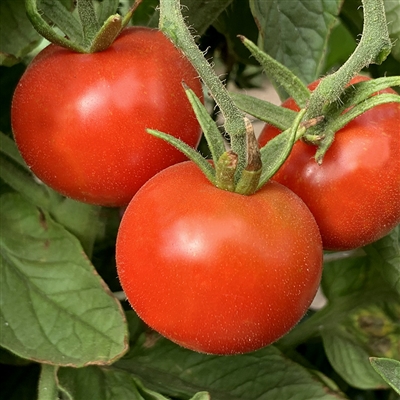 Stupice Tomato