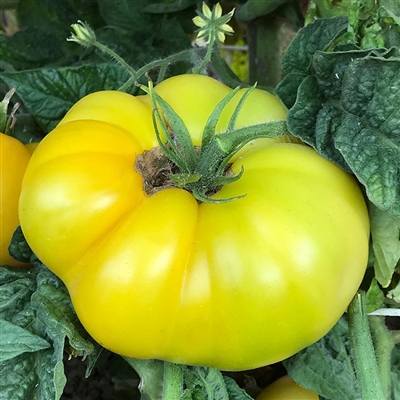 Summer Sweet Gold - Tomato