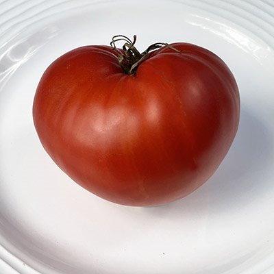 Sunset's Red Horizon Heirloom Tomato