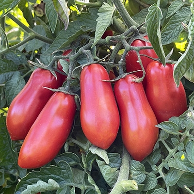 Super San Marzano Tomato