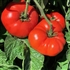 Sweet Scarlet Dwarf - Organic Tomato Seeds