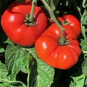 Sweet Scarlet Dwarf - Tomato
