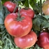 TastyWine - Dwarf Organic Heirloom Tomato Seeds