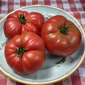 Todd County Amish Heirloom Tomato