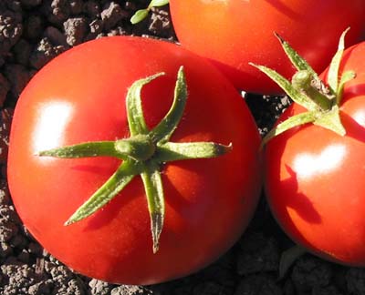 Trophy Tomato