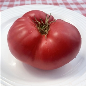 Vinson Watts Heirloom Tomato