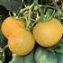 Wapsipinicon Peach - Organic Heirloom Tomato Seeds