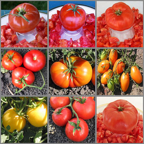 Short Season Tomato Seed Collection