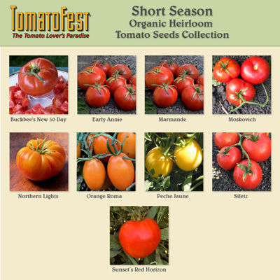 Short Season Tomato Seed Collection