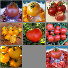 Cooler Coastal Tomato Seed Collection