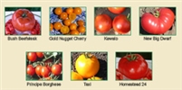 Tropical Container Garden Tomato Seed Collection