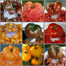 "TOP 10" Heirloom Tomatoes Seed Collection