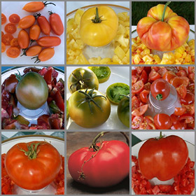 Dagma's Favorites -Tomato Seed Collection