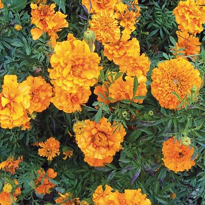 Dark Orange Marigold