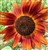 Velvet Queen - Organic Sunflower Seeds